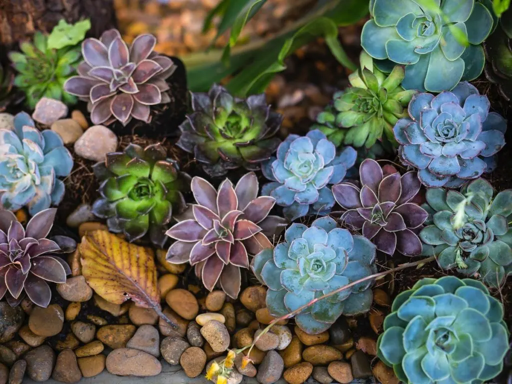 A group of colorful succulents.