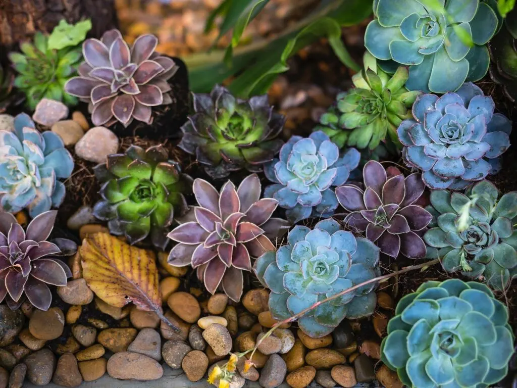 Can Succulents Survive Winter? Best Care Tips You Need