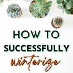 How to successfully winterize succulents.