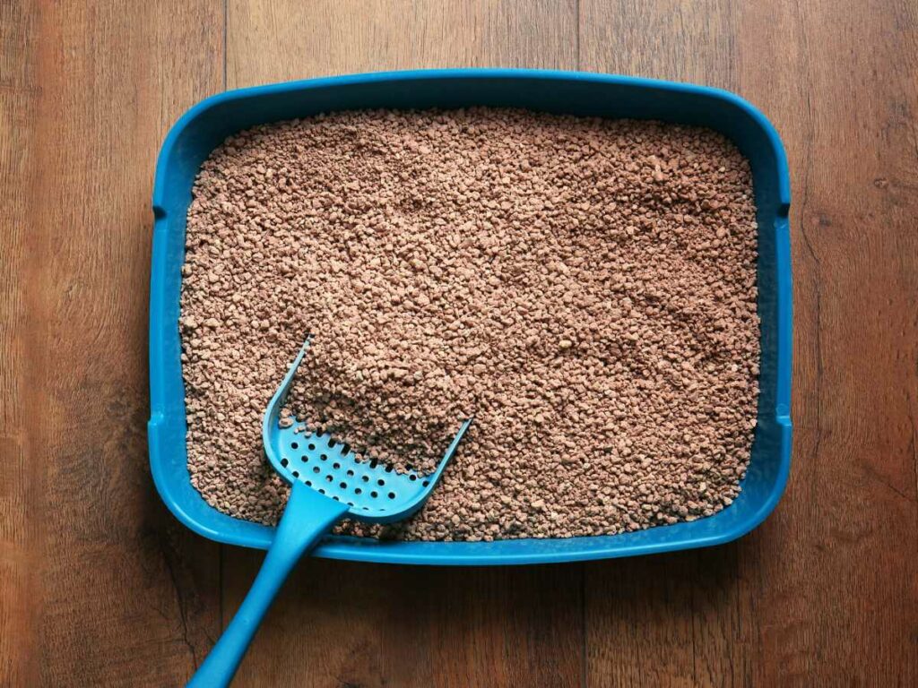 A blue litter box filled with fresh, unused cat litter, accompanied by a blue scoop, placed on a wooden floor.