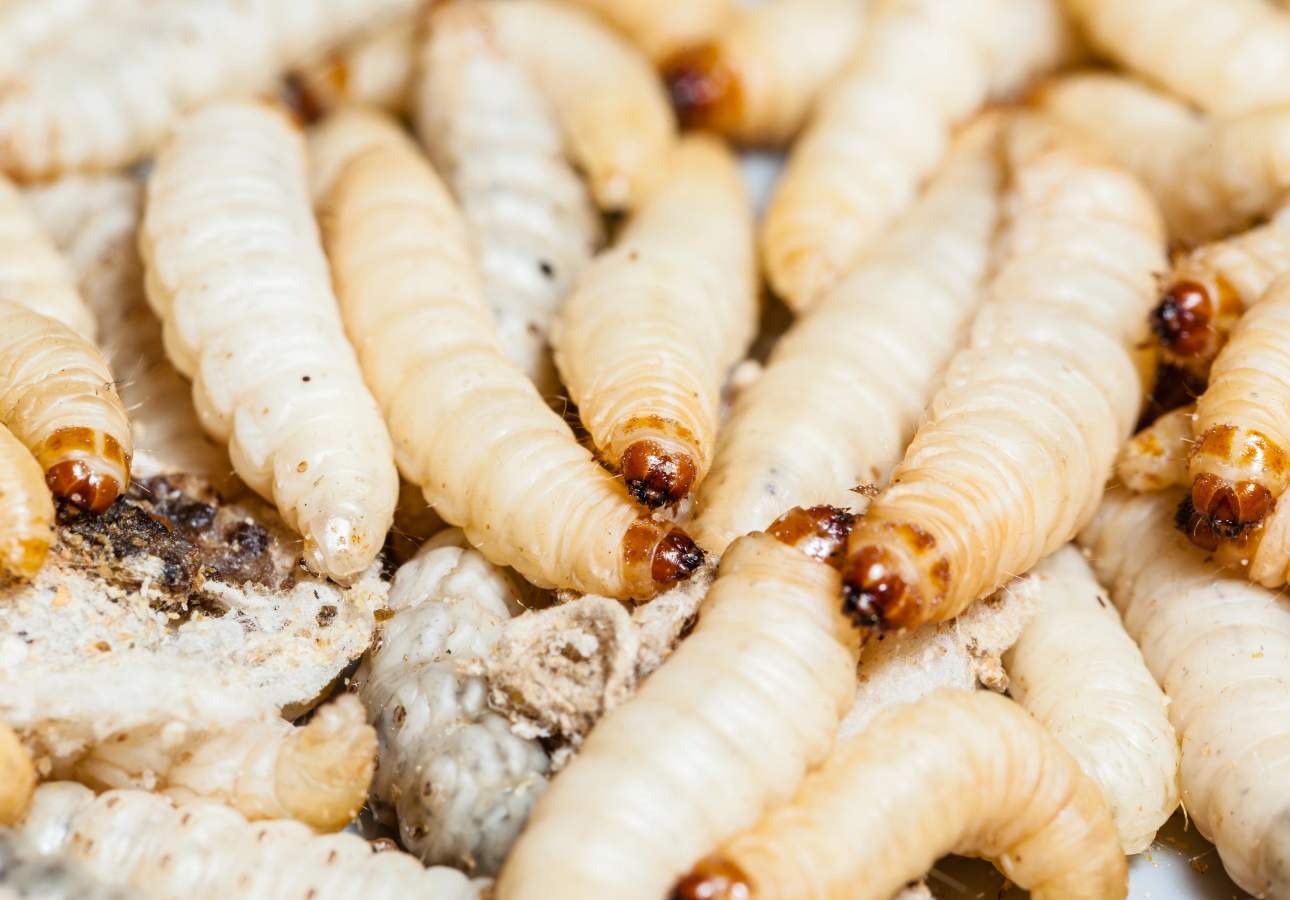 9 Effective Ways To Remove Maggots In Trash Cans